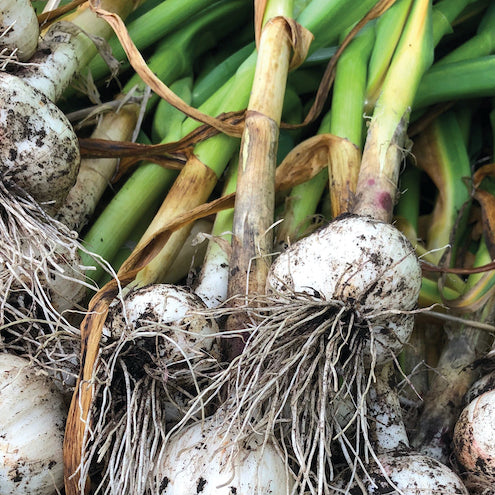 Garlic Fermented in Honey