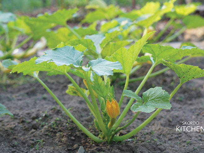 How Does Your Garden Grow?