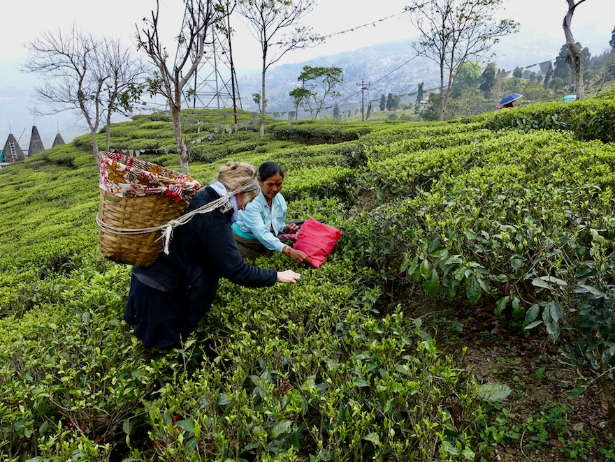 Exploring the Unique Flavors of Dobra Tea