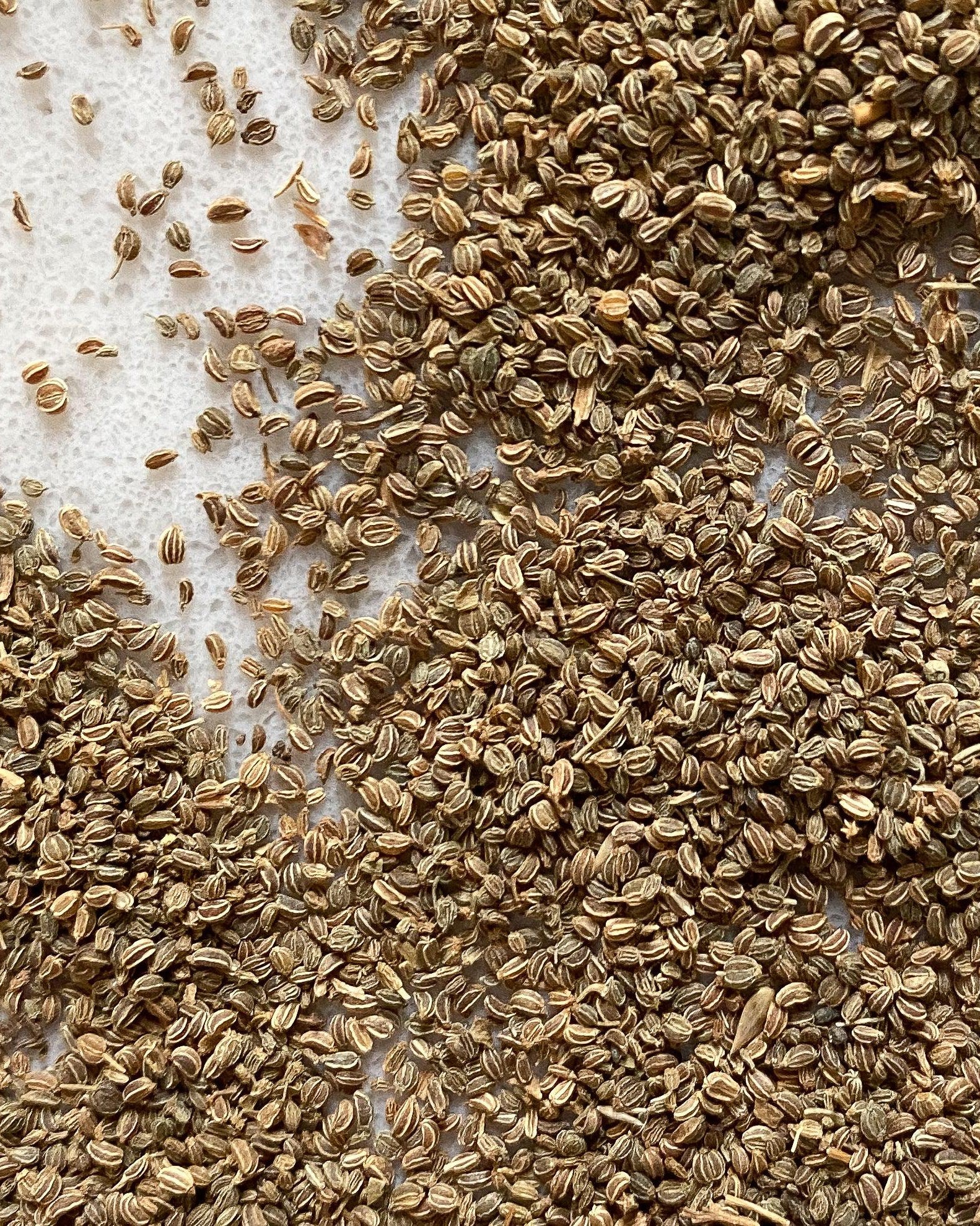 Celery Seeds-Ingredients-Fair Winds Flavor-SKORDO