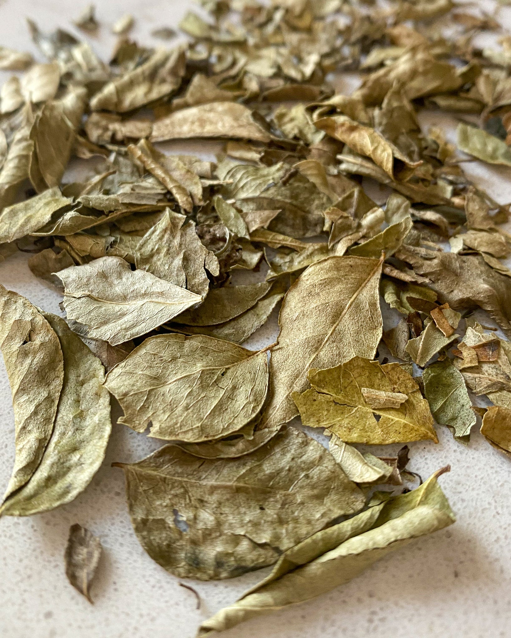 Curry Leaves-Ingredients-Fair Winds Flavor-SKORDO
