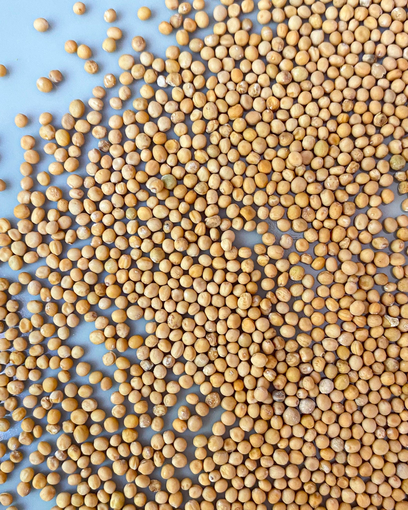 Mustard Seeds - Yellow-Ingredients-Fair Winds Flavor-SKORDO