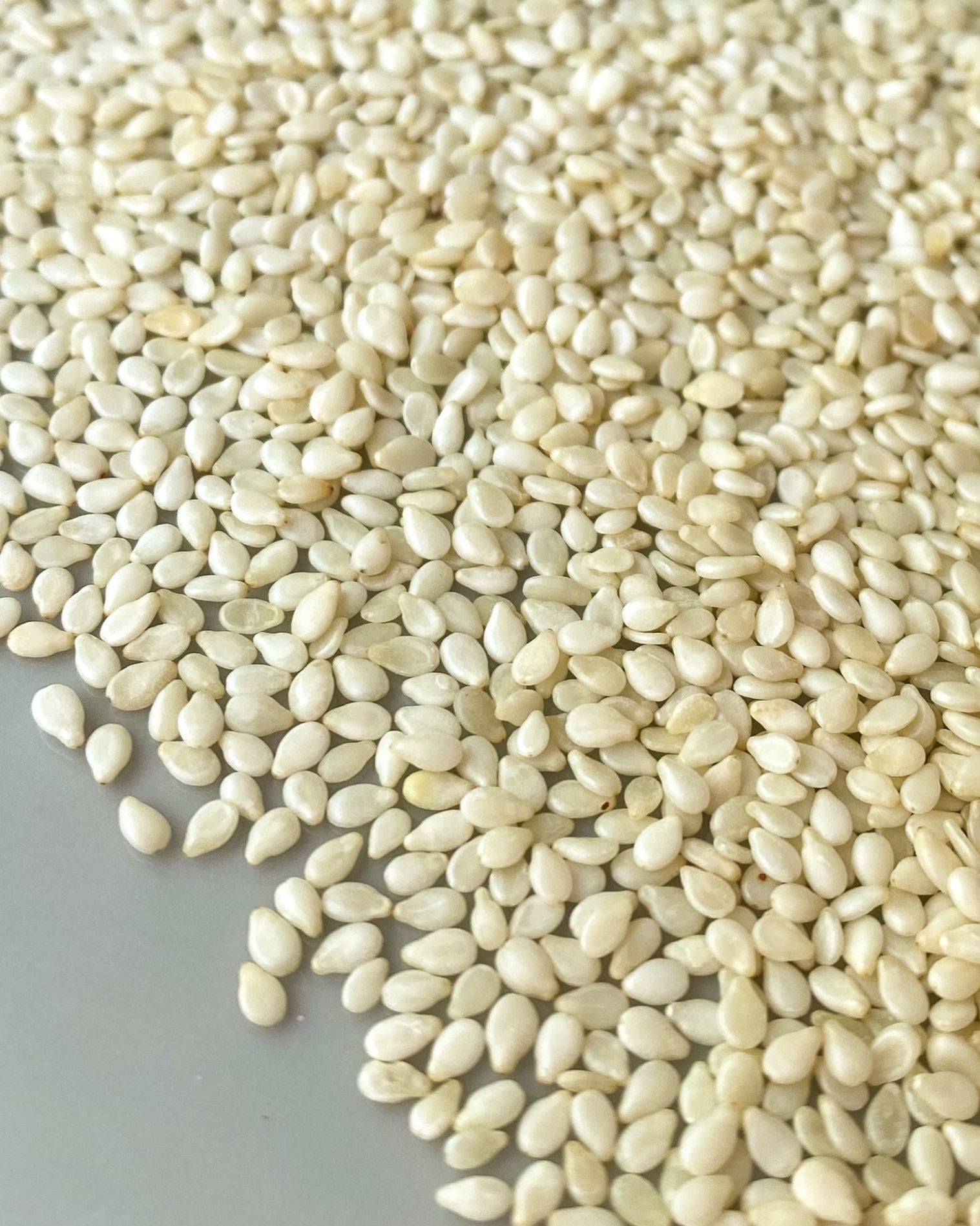 Sesame Seeds - White-Ingredients-Fair Winds Flavor-SKORDO