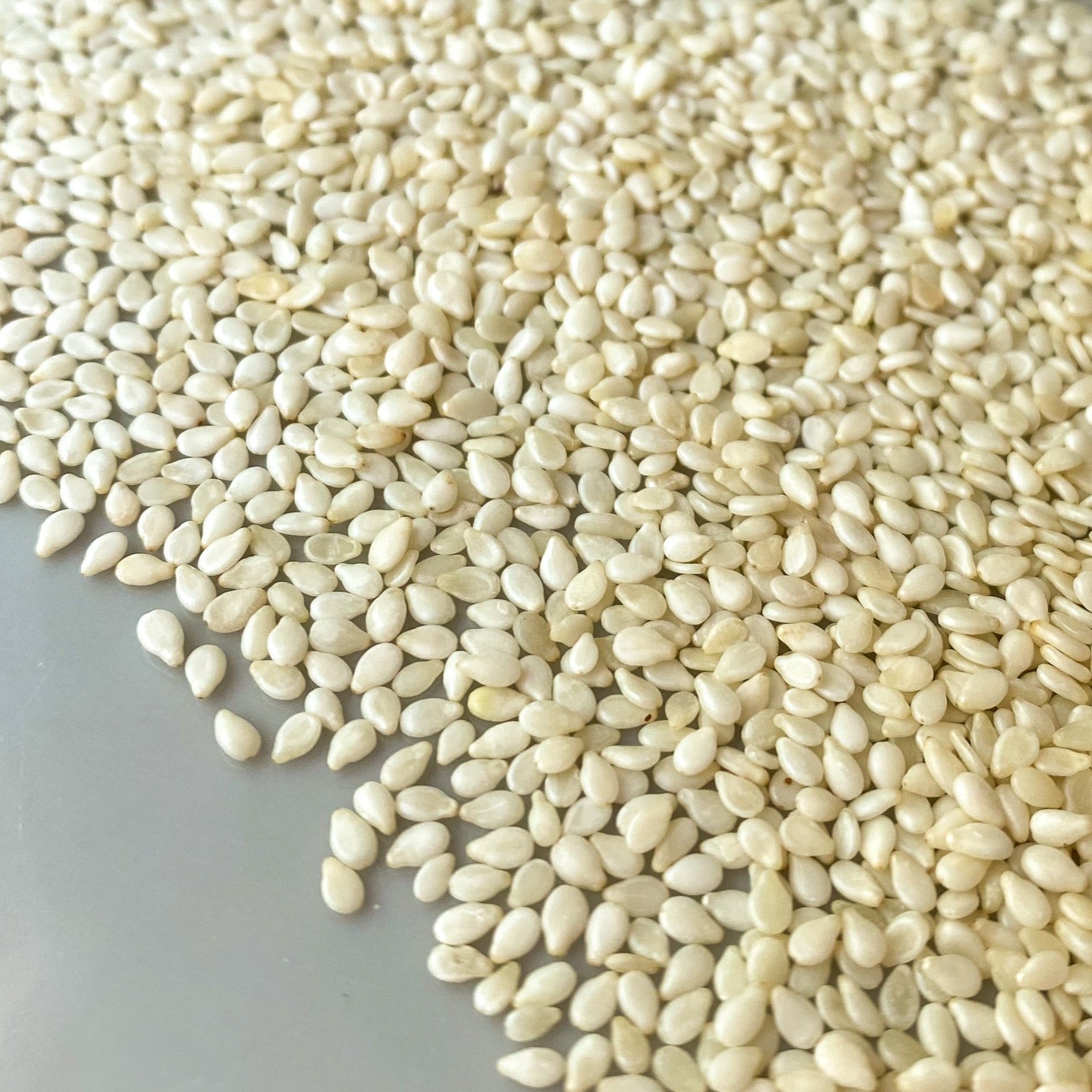 Sesame Seeds - White-Ingredients-Fair Winds Flavor-SKORDO