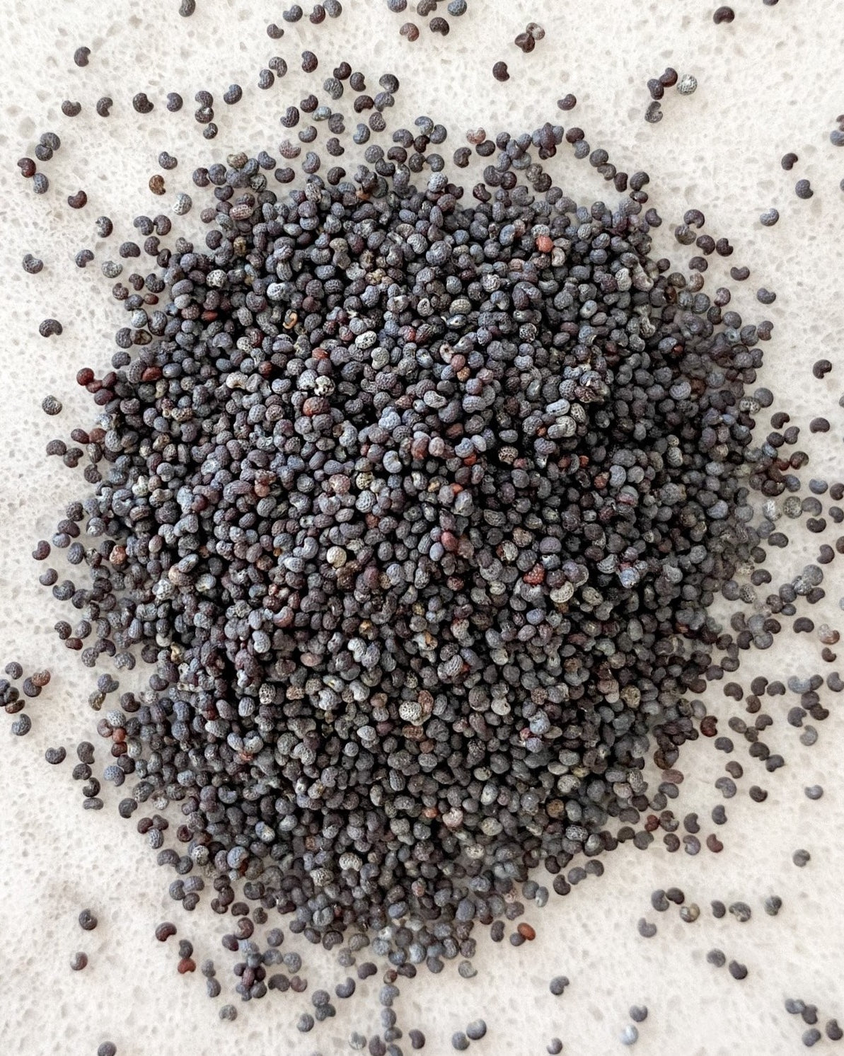 Poppy Seeds-Ingredients-Fair Winds Flavor-SKORDO
