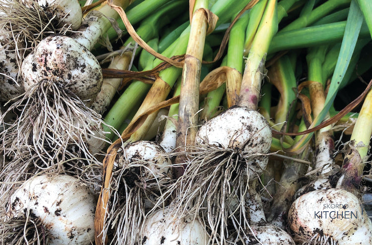 Garlic Fermented in Honey