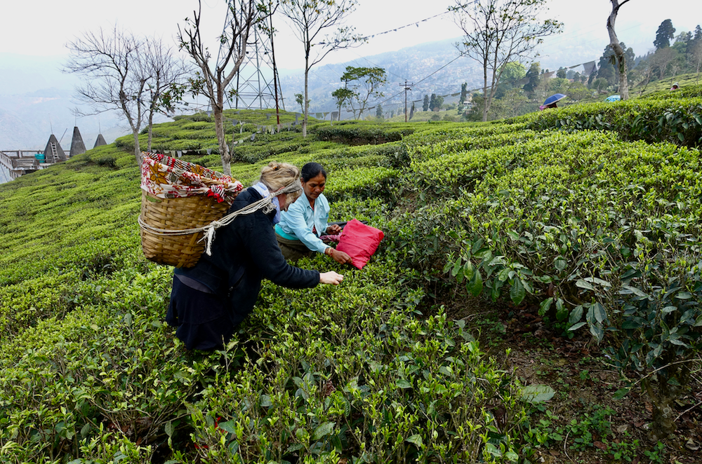 Exploring the Unique Flavors of Dobra Tea