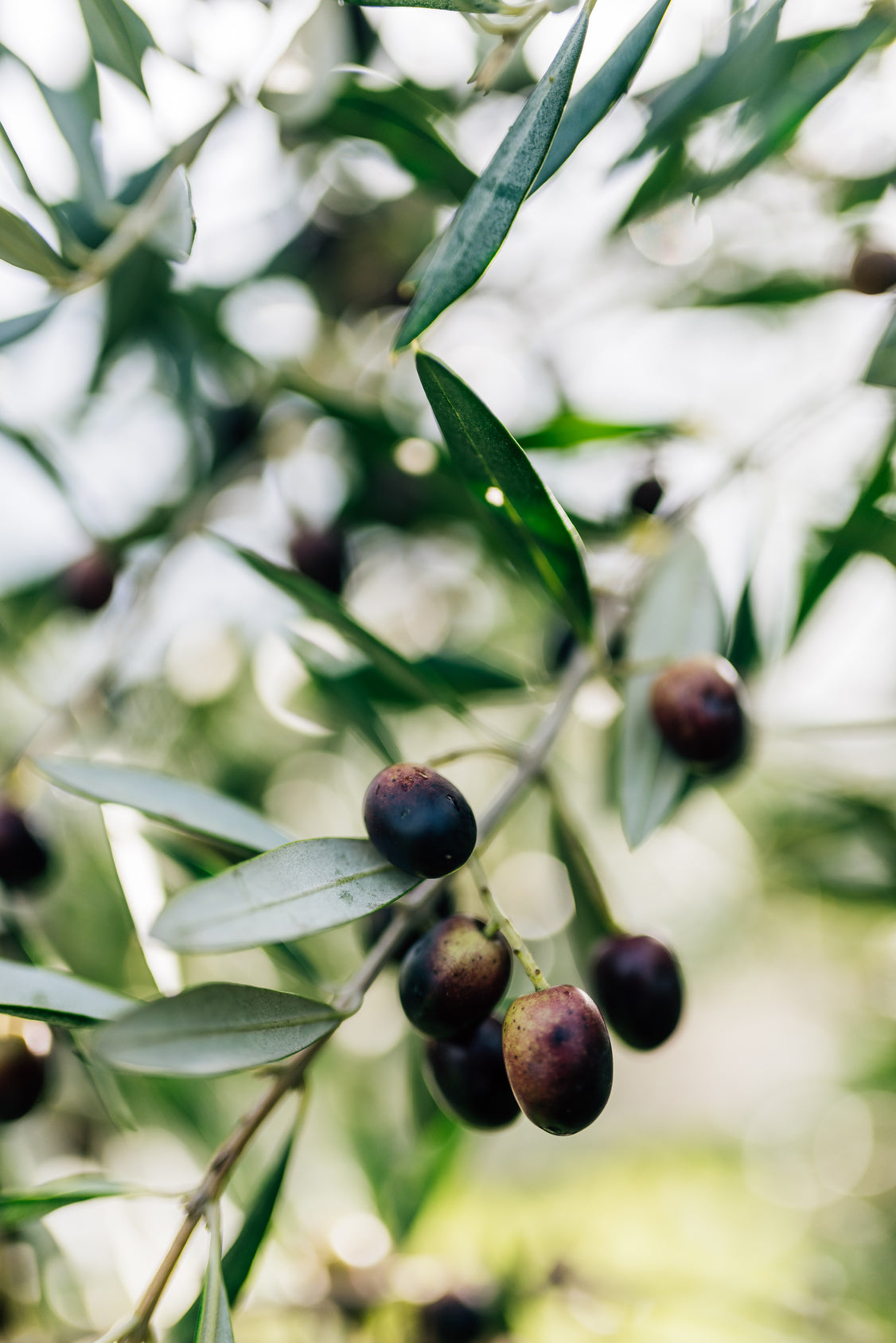 The Mediterranean Diet