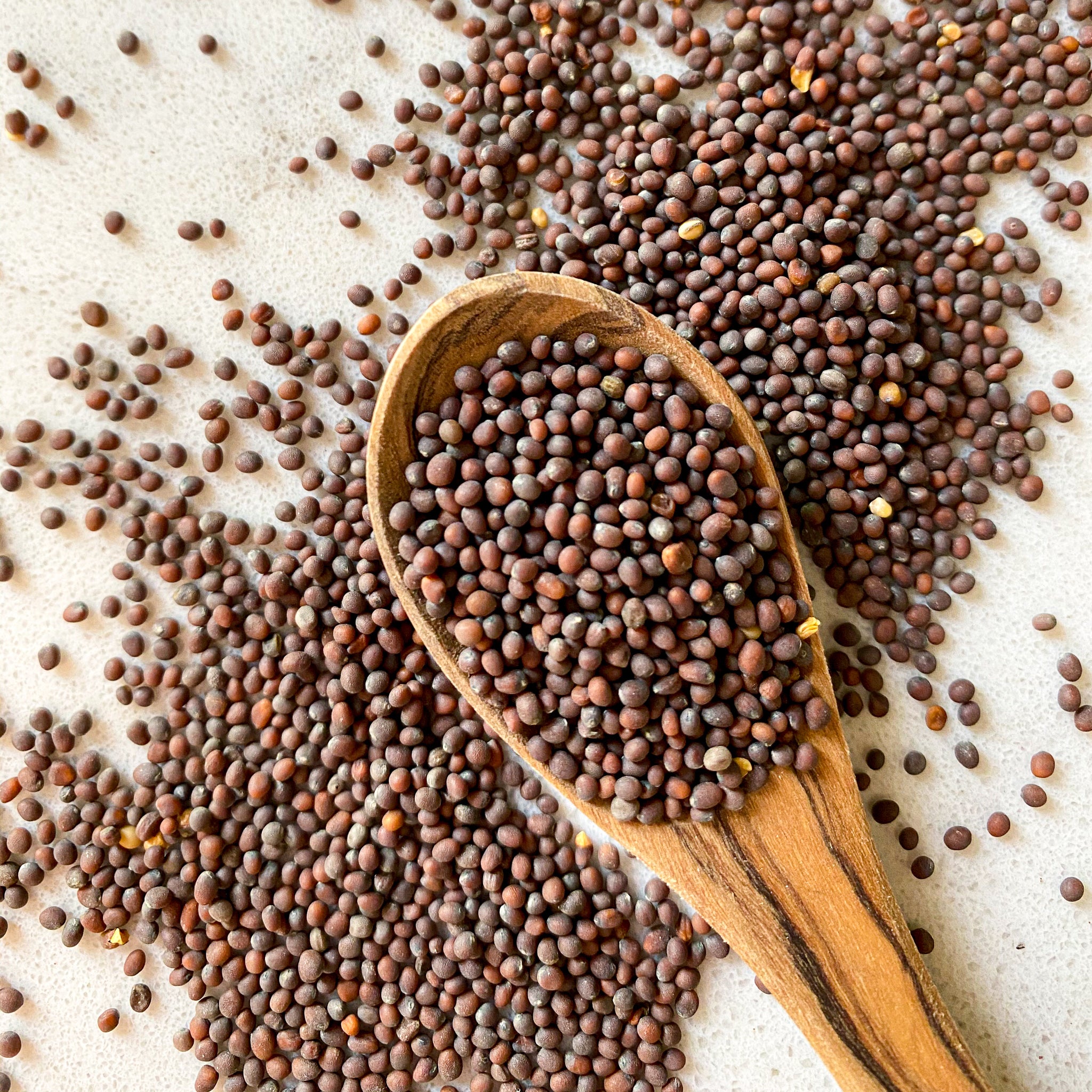 Mustard Seeds - Brown-Ingredients-Fair Winds Flavor-SKORDO