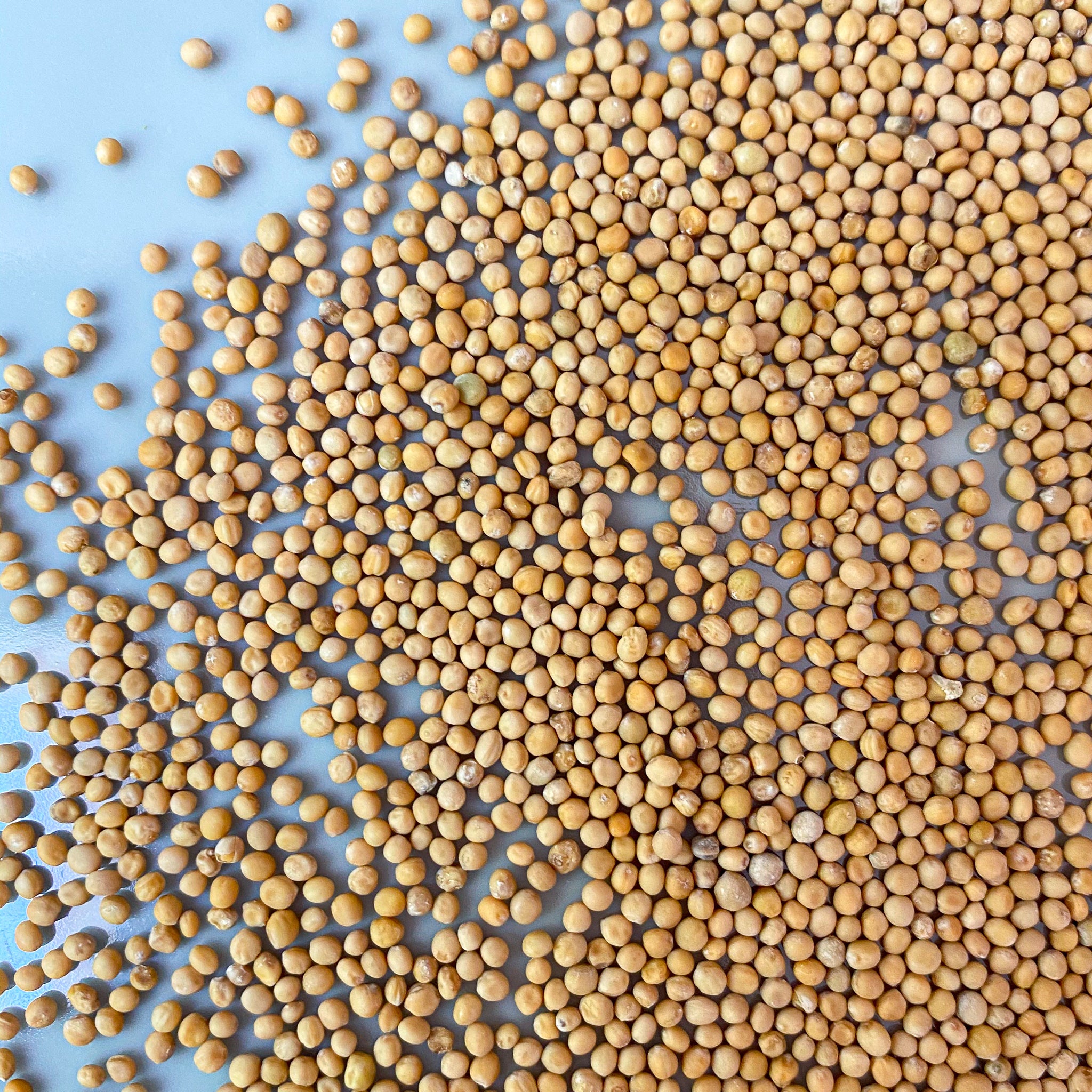 Mustard Seeds - Yellow-Ingredients-Fair Winds Flavor-SKORDO