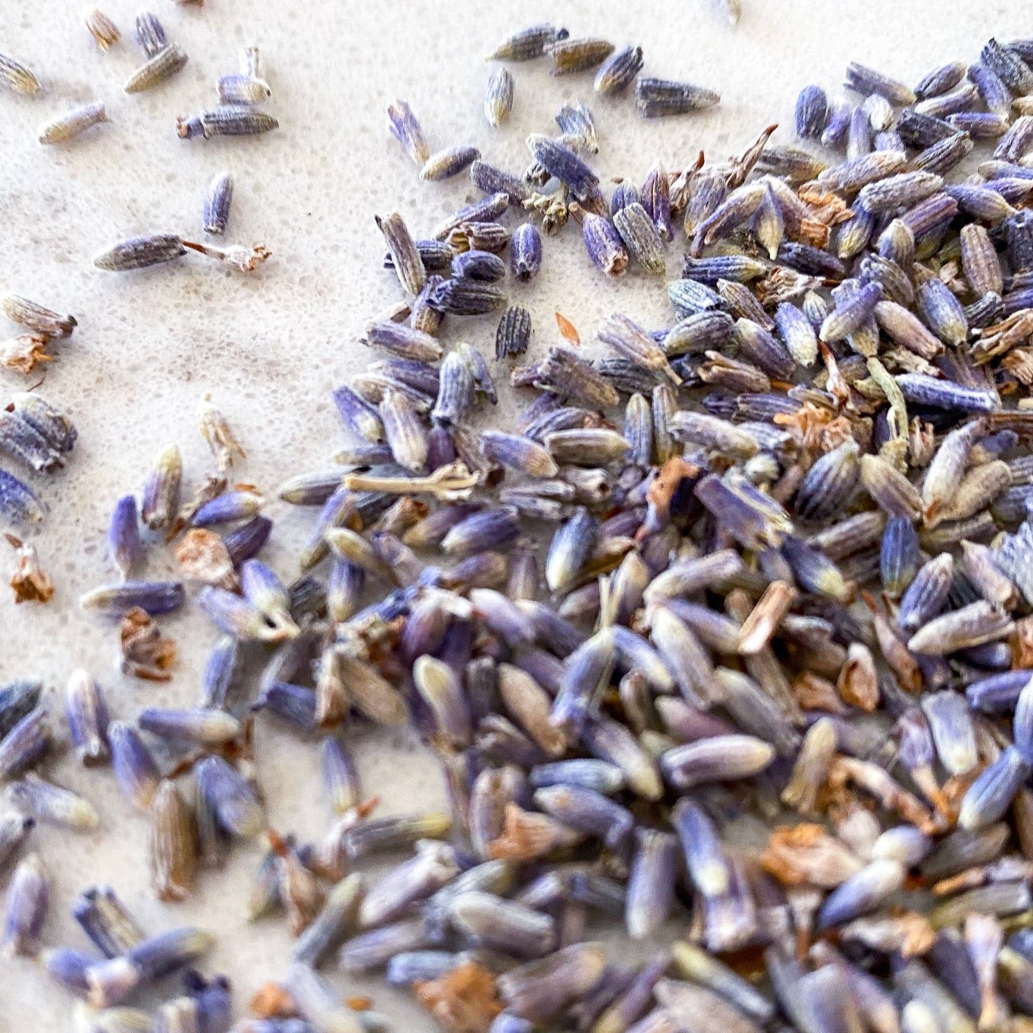 Lavender - French-Ingredients-Fair Winds Flavor-SKORDO