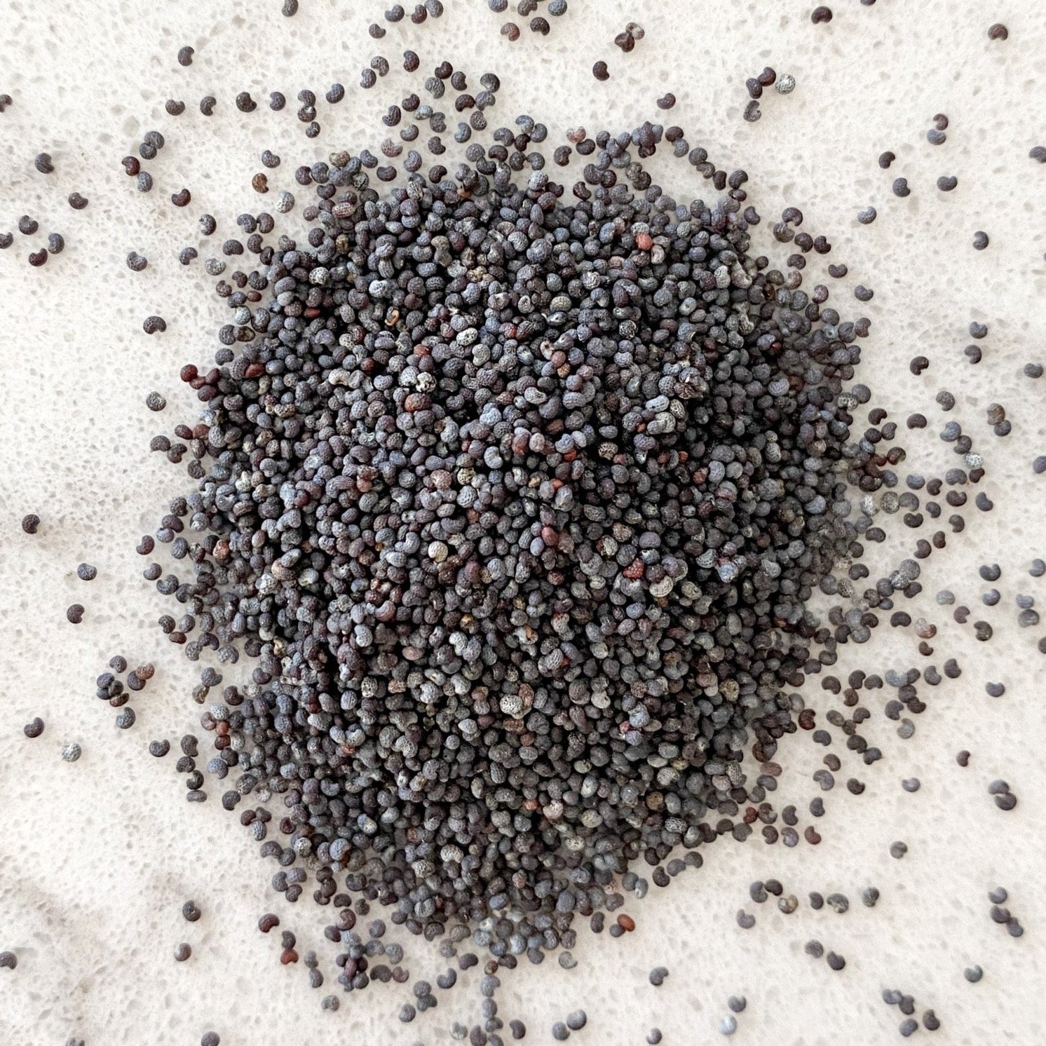 Poppy Seeds-Ingredients-Fair Winds Flavor-SKORDO