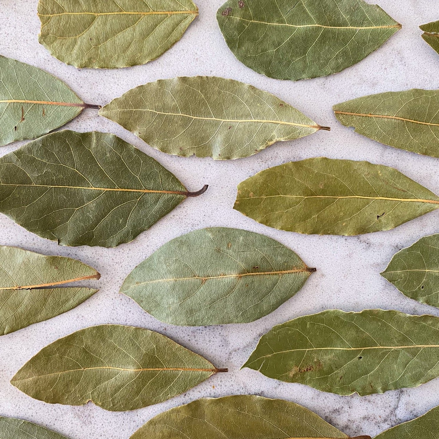 Bay Leaves - Turkish-Ingredients-Fair Winds Flavor-SKORDO